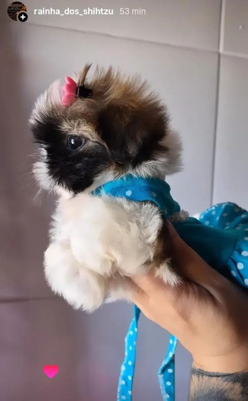 Shih-tzu  - Foto 2