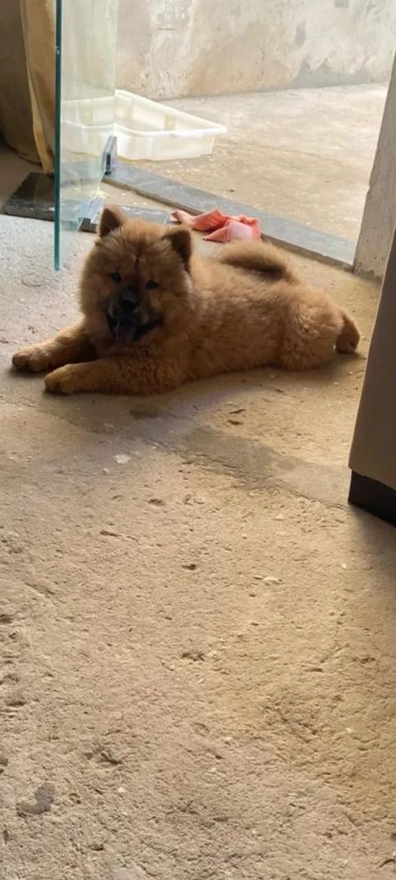 Chow Chow de três meses a venda 1.000 tem conversa - Foto 2