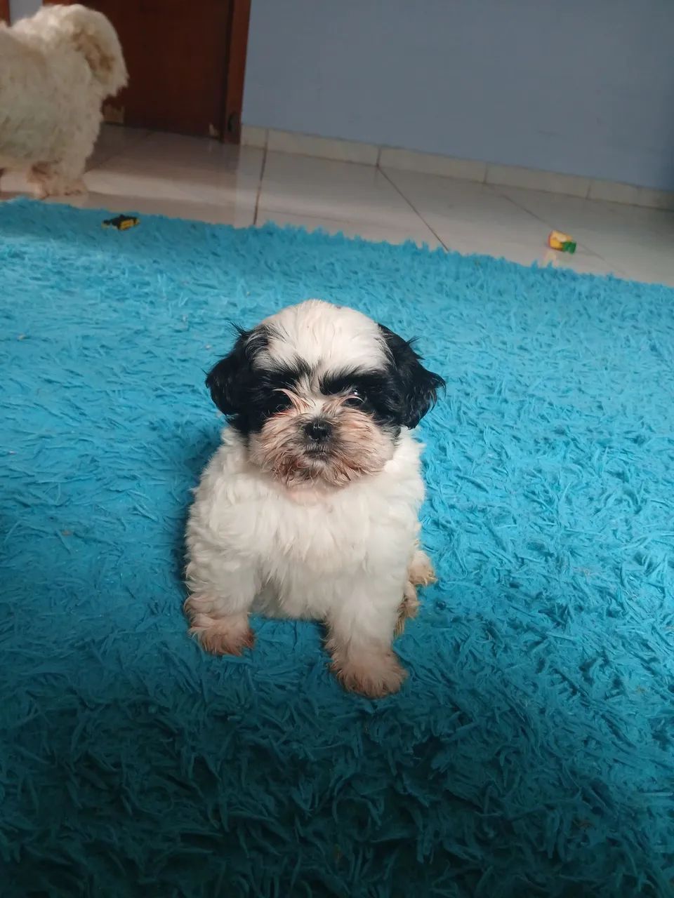 Shitzu 