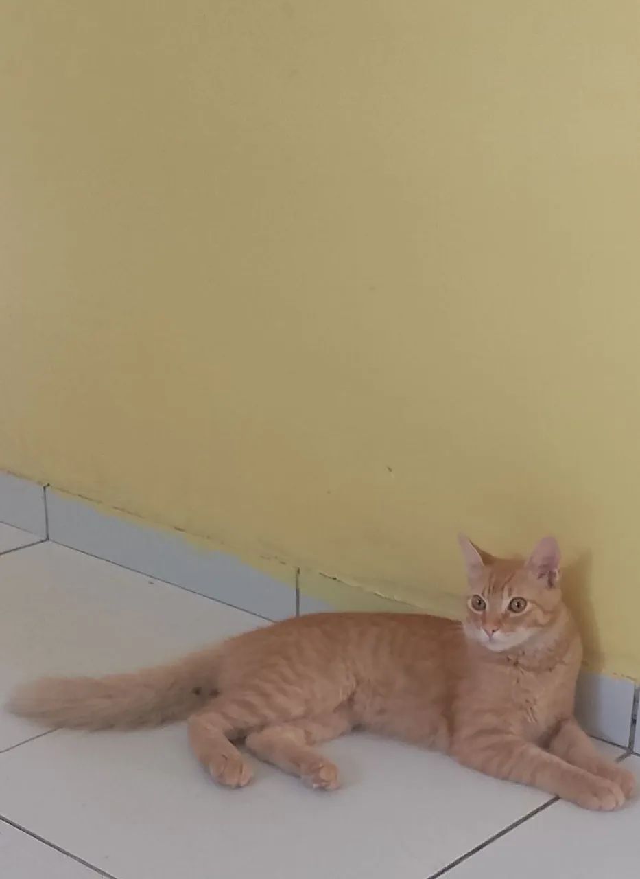 Adoção responsável  - Foto 2