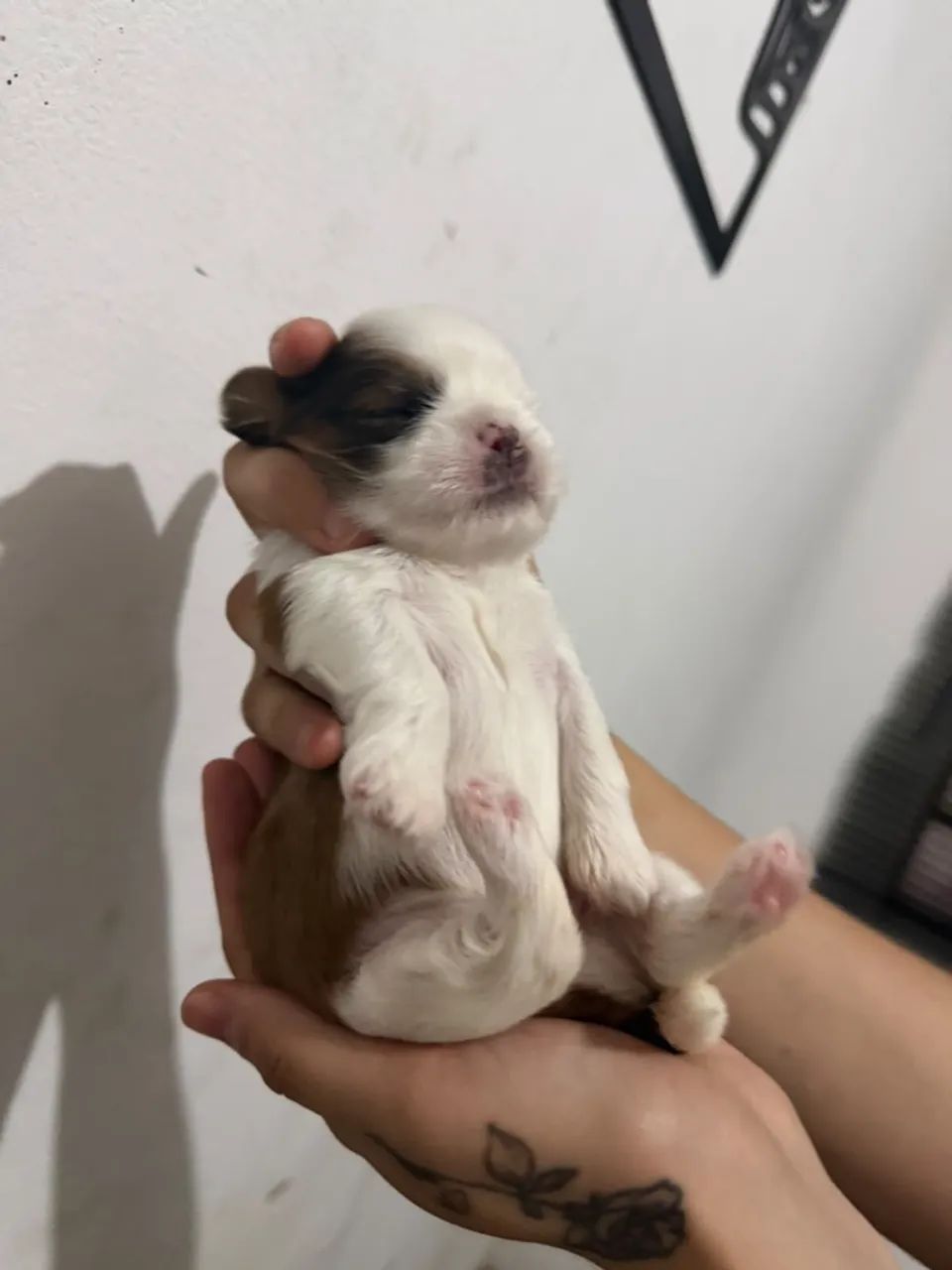 Vendo cachorro shitzu  - Foto 5