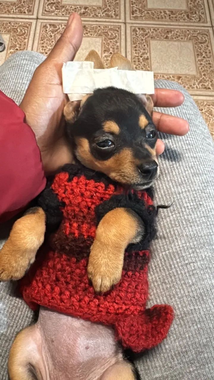 Pinscher mini 