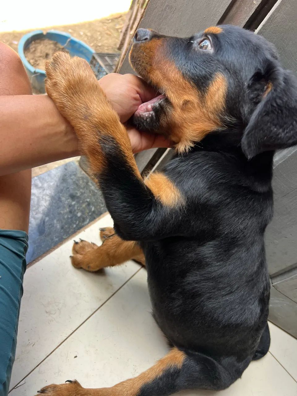 Rottweiler macho  - Foto 3