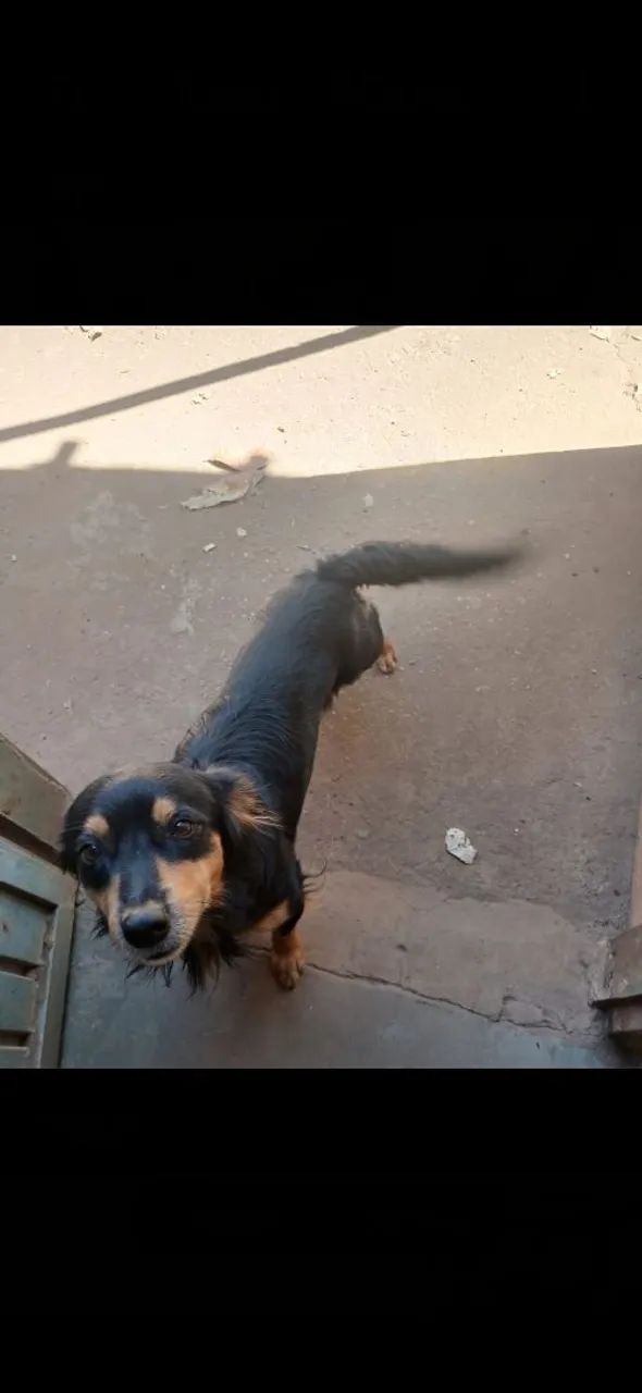 Doa-se cachorros - Foto 2