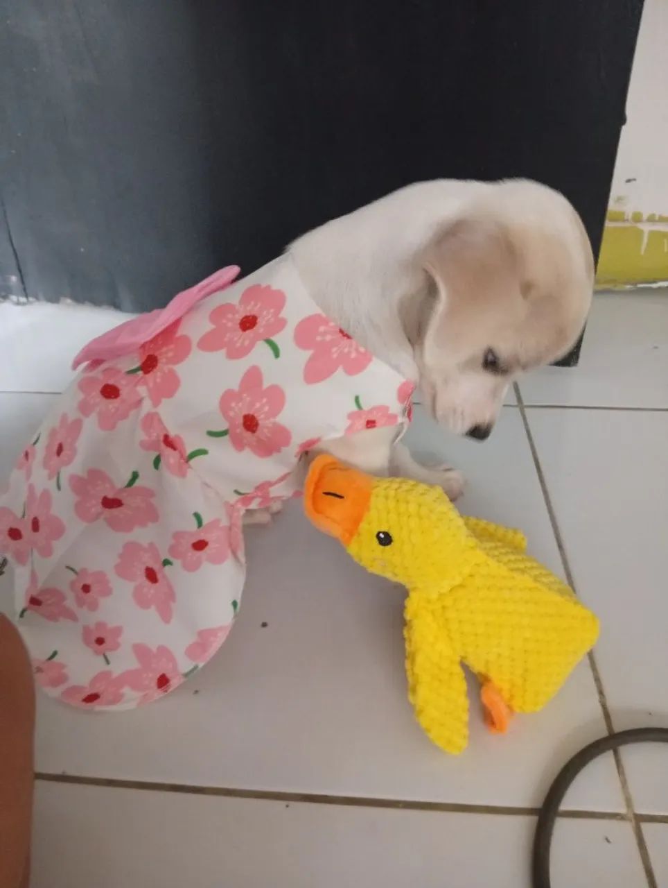 Doação cachorrinha 
