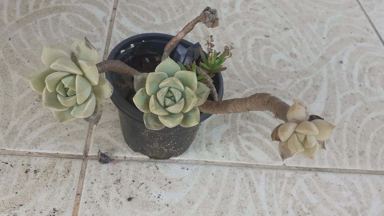 Suculentas  - Foto 3