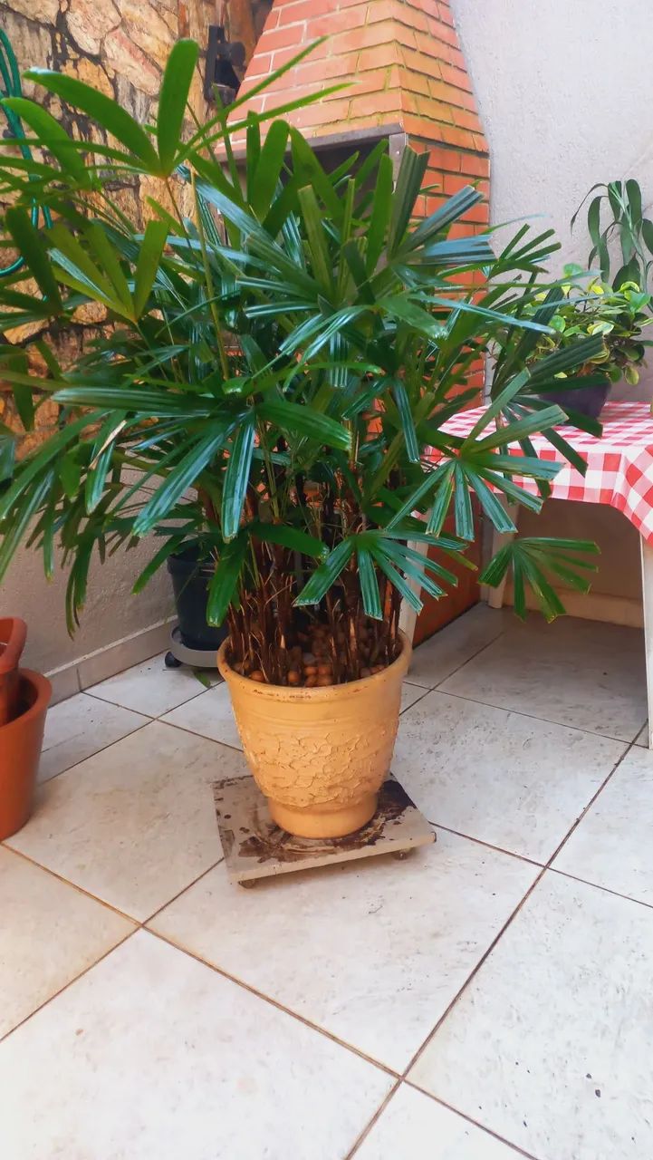 Planta - Foto 2