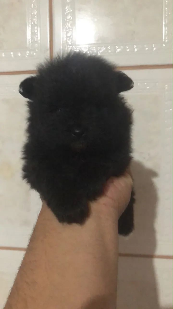 Spitz alemão  - Foto 3