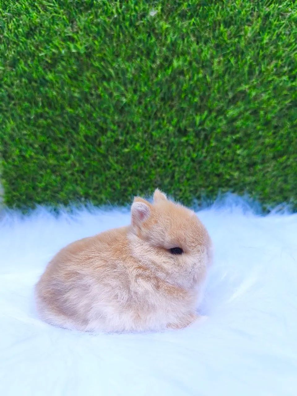 Coelho anão (Netherland Dwarf) - Foto 6