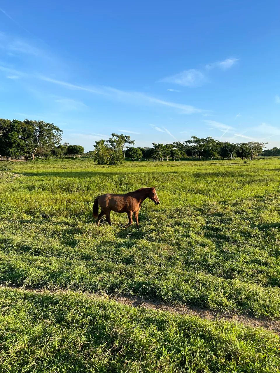 Cavalo mestiço  - Foto 3