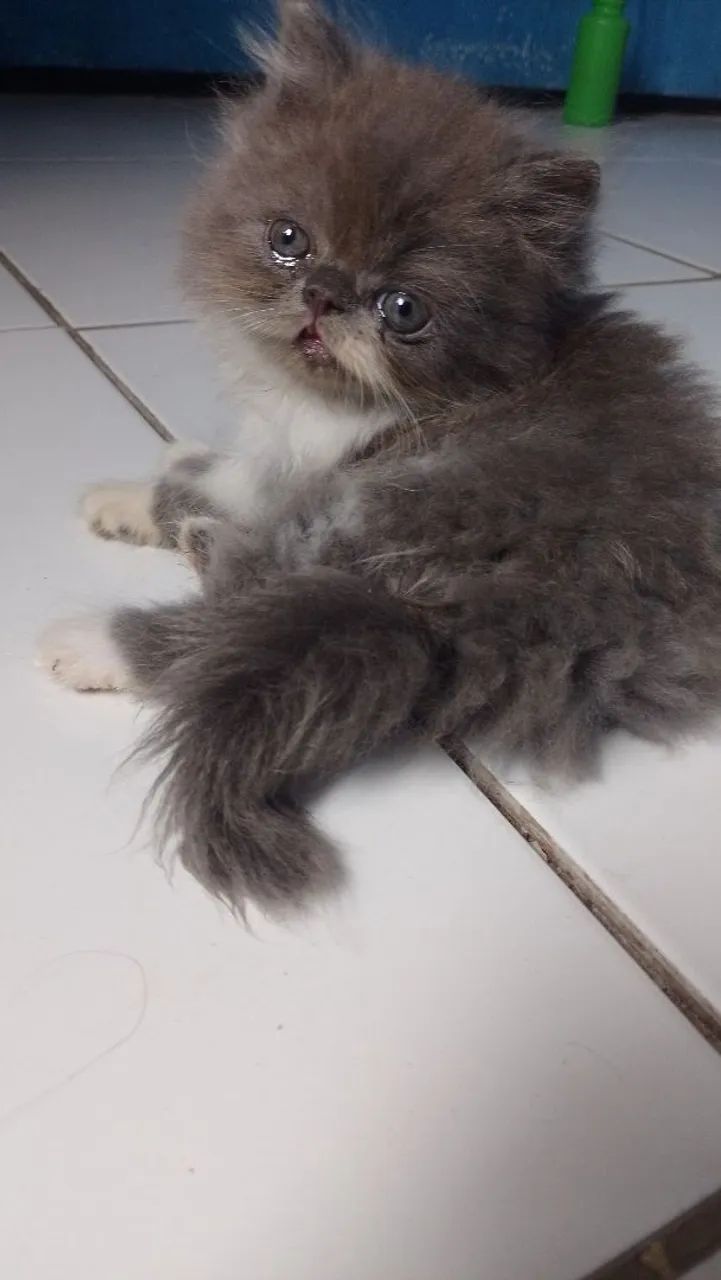 vendas 