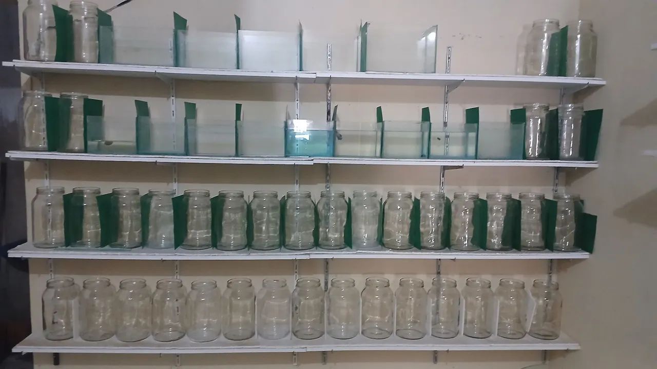 Aquários 