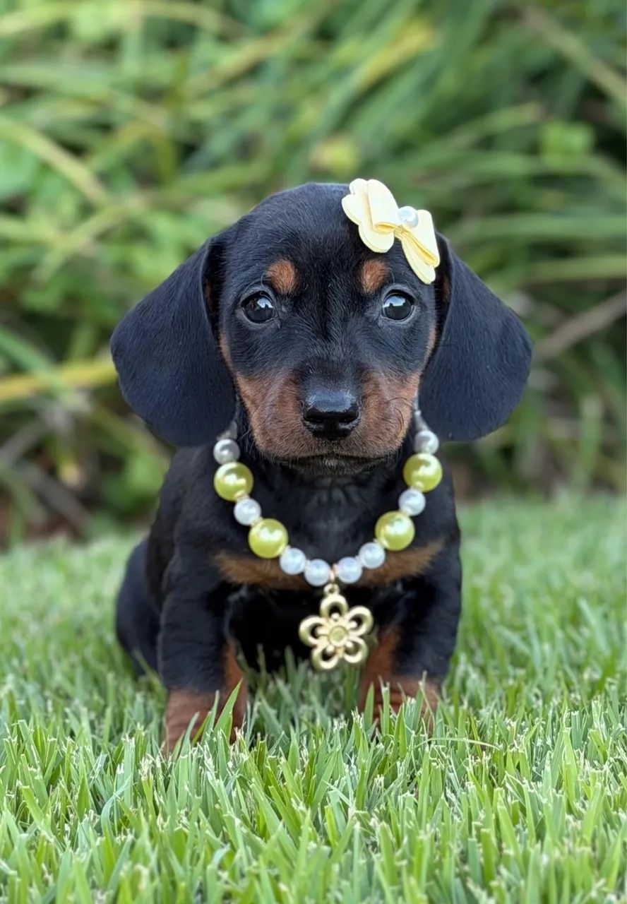 Dachshund Filhotes Linguicinha Salsichinha - Foto 6