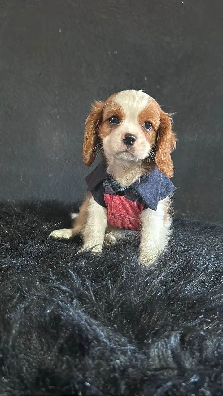 Cavalier king macho a pronta entrega - Foto 5