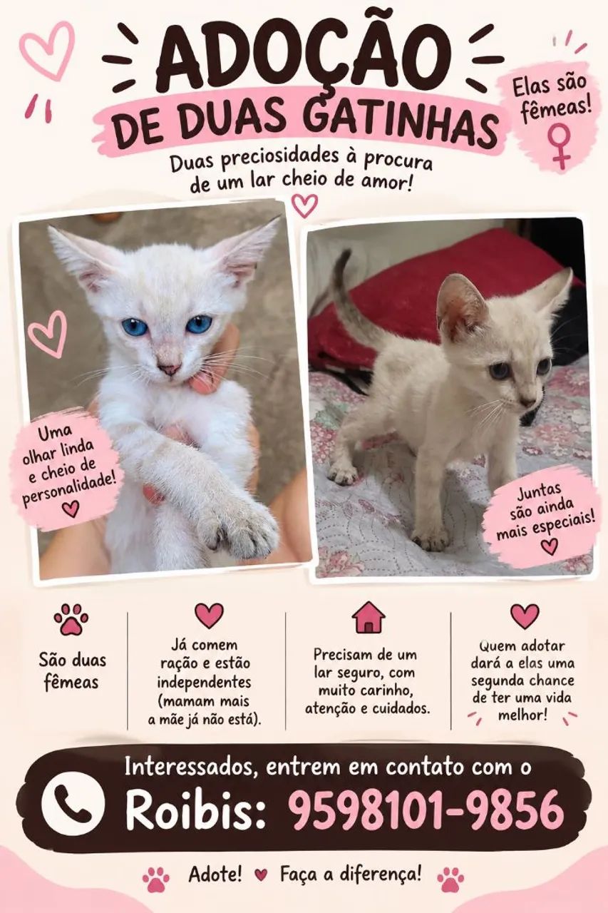 Gatas para Adoção 