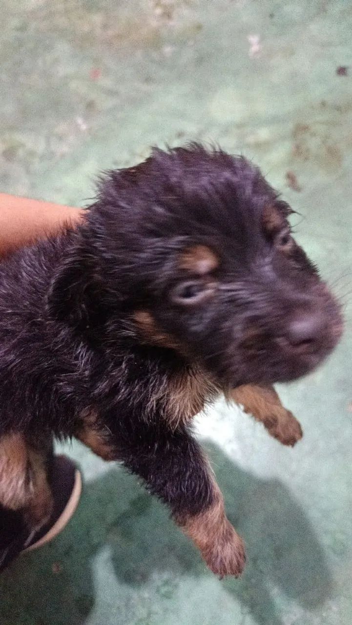 Doação de cachorros  - Foto 3