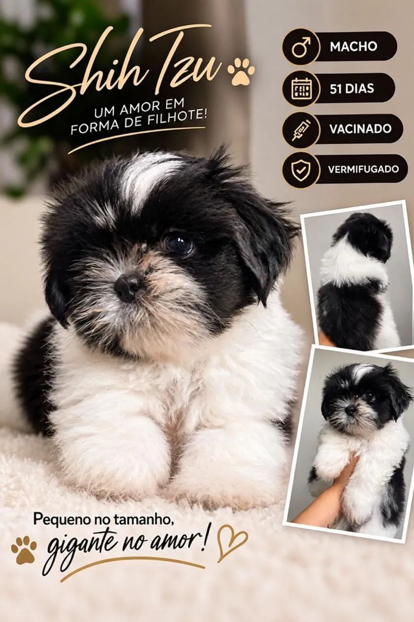 Shih Tzu