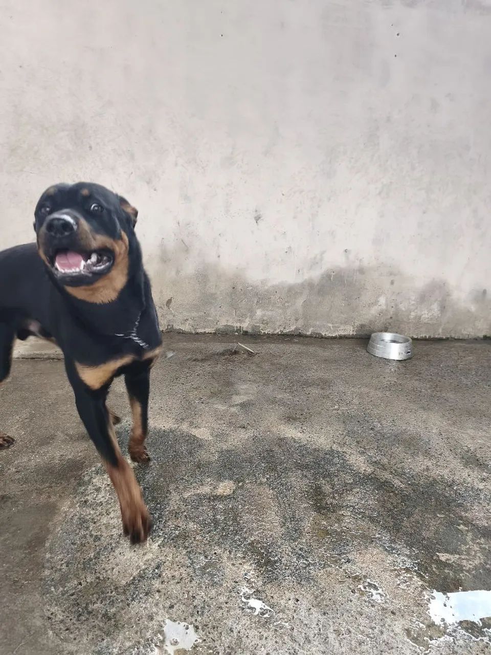 Doação de Rotweiller  - Foto 3