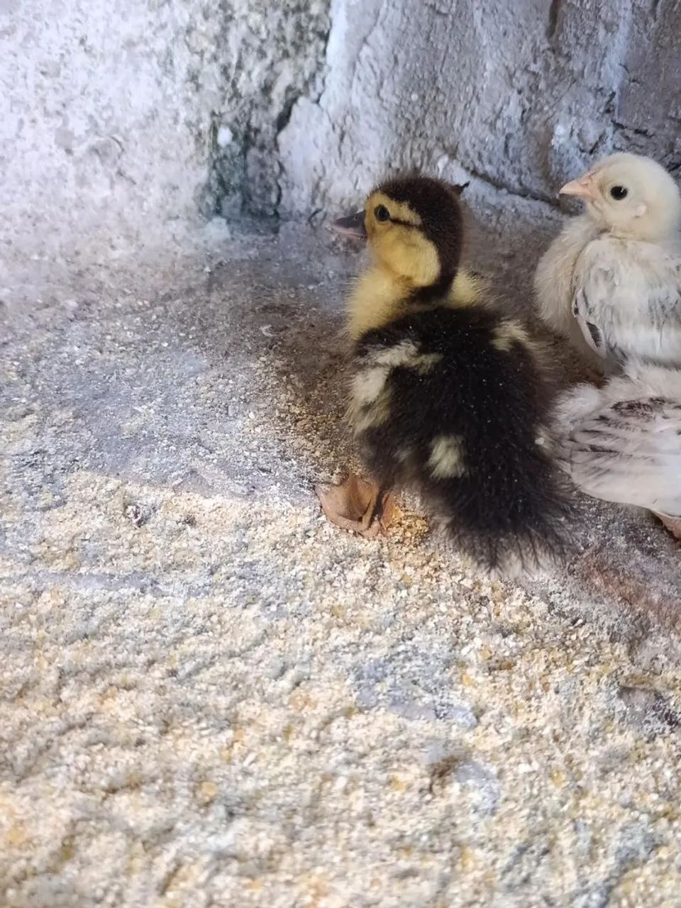 Pato filhote 
