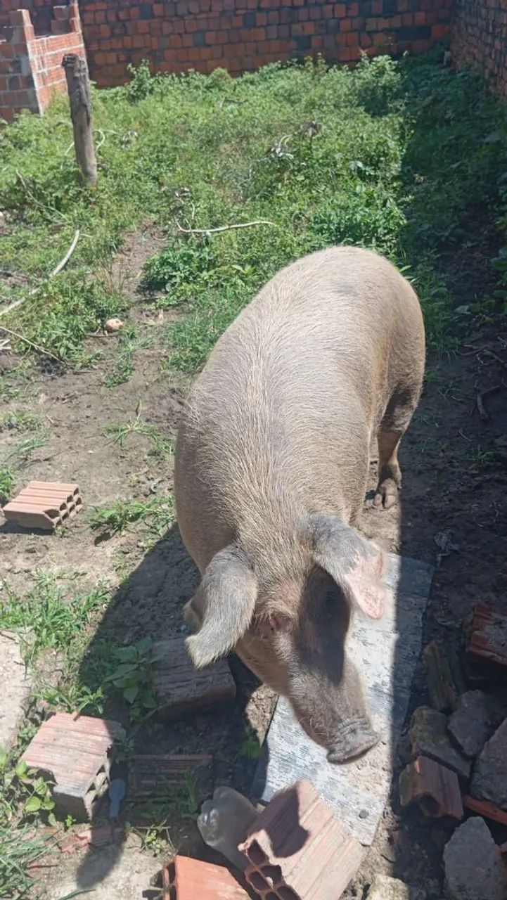 Vende-se está porca  - Foto 3