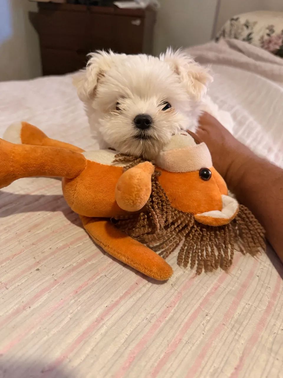 Maltês macho