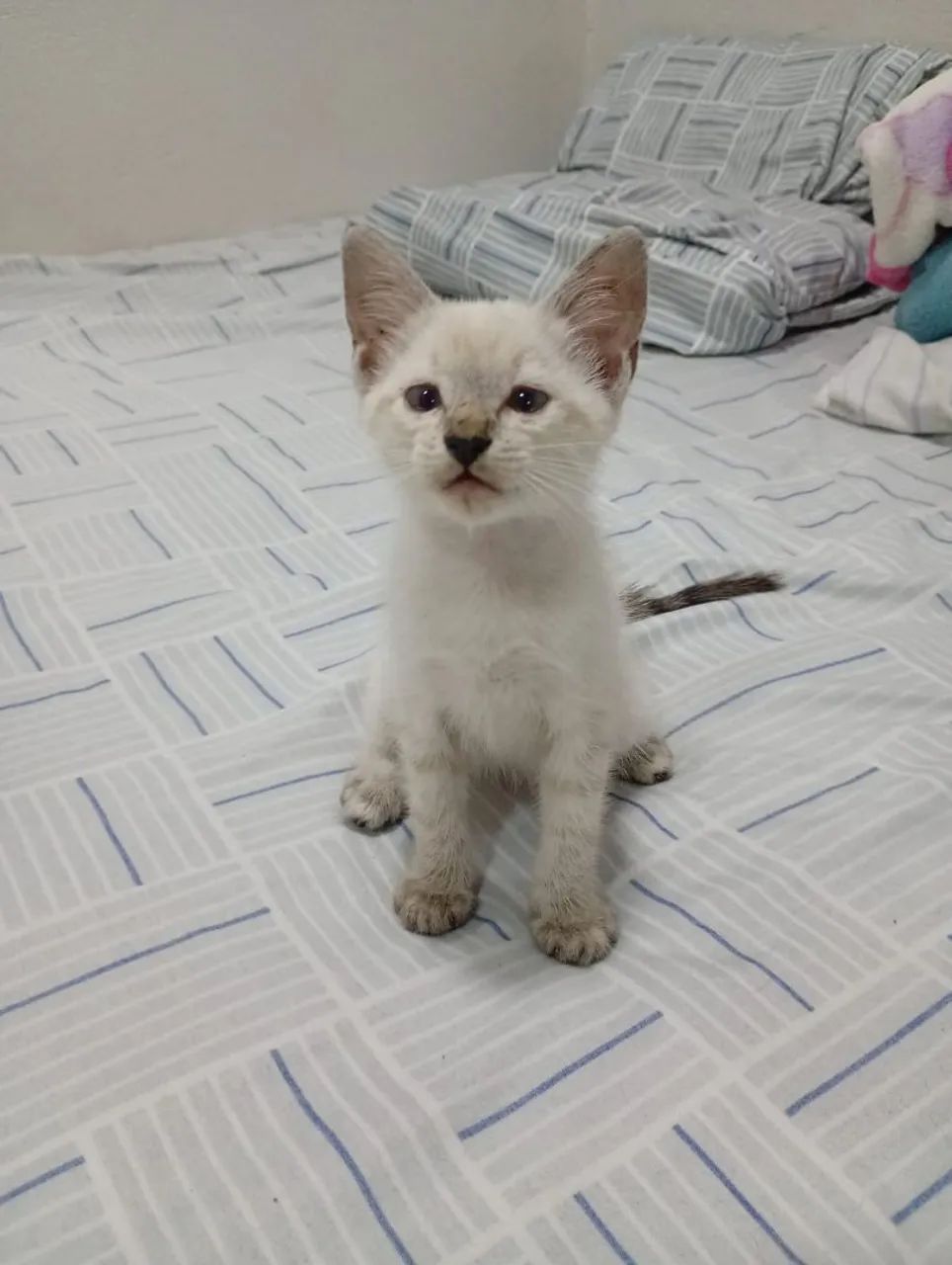 Adoção Responsável 