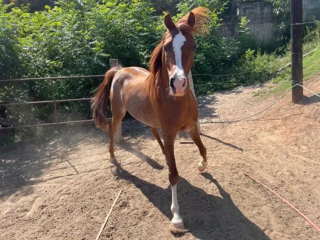 Cavalo Arabe - Foto 6
