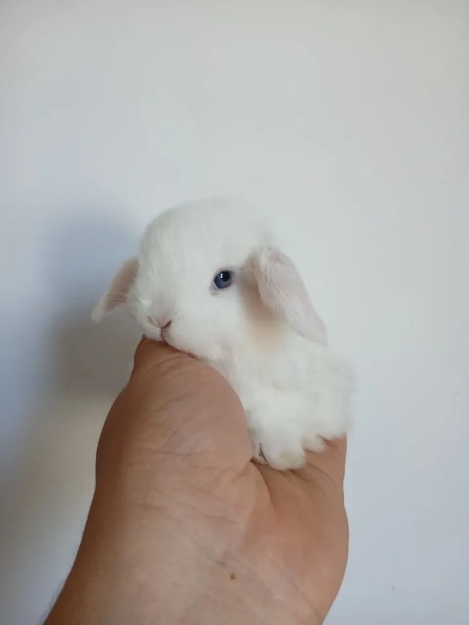 Mini coelhos  - Foto 3