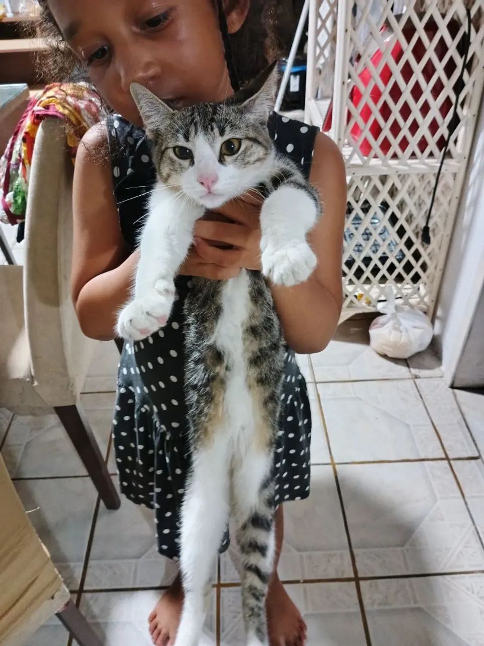 Lindo gatinho para adorção - Foto 4