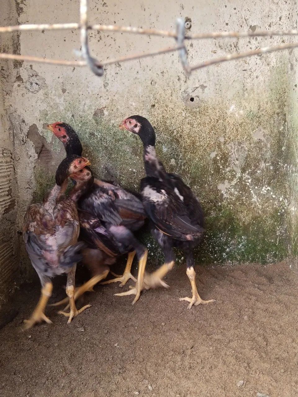 Frango e pintotes indianos  - Foto 3