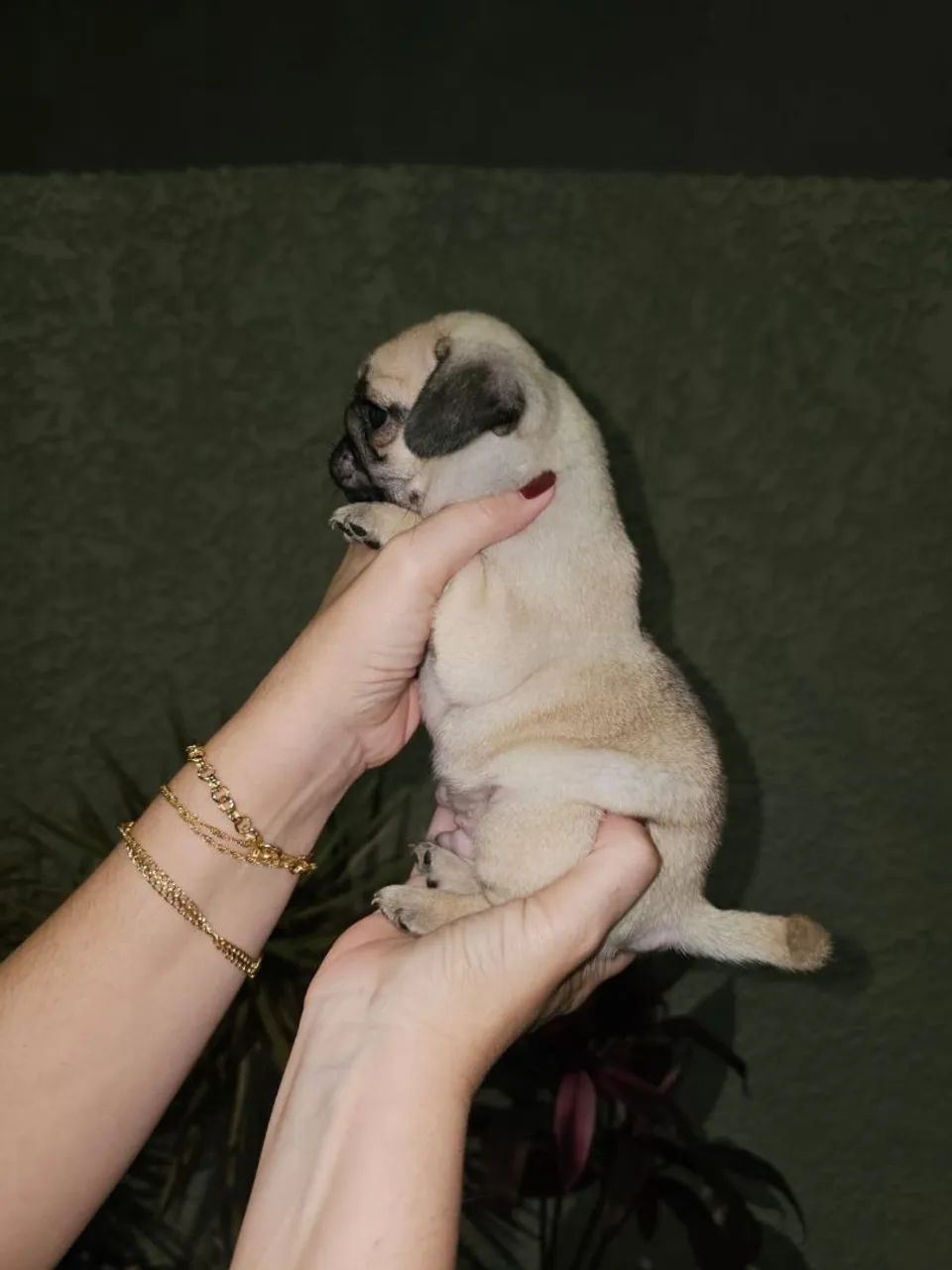 Pug Machinhos  - Foto 2