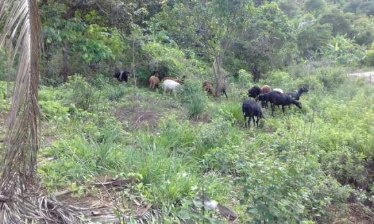 Rancho em Vitoria de Sto Antão - Foto 2