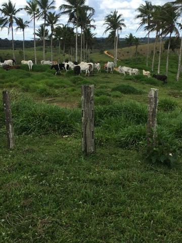 Vendo fazenda (Itamaraju BA) - Foto 4