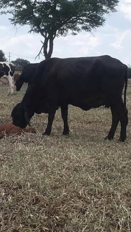Vacas de leite - Foto 5