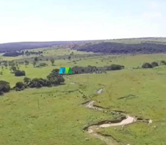 FAZENDA À VENDA – 300 HECTARES – REGIÃO DE PARÁ DE MINAS (MG) - Foto 5