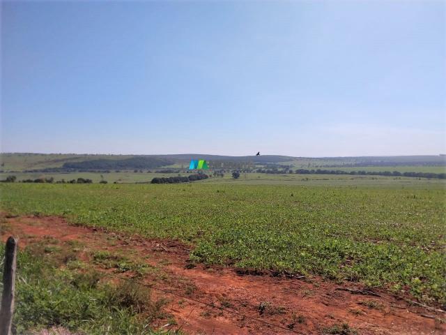 FAZENDA A VENDA - 300 hectares - REGIÃO PITANGUI (MG) - Foto 3