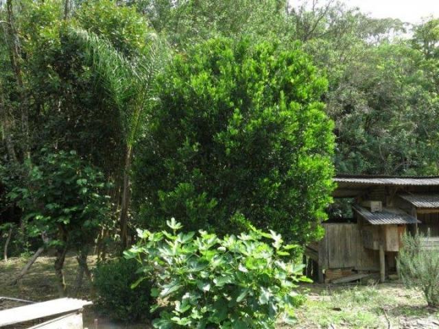 Chácara para Venda, 71.959,20 m², Piên / PR, bairro Poço Frio, 3 dormitórios - Foto 19