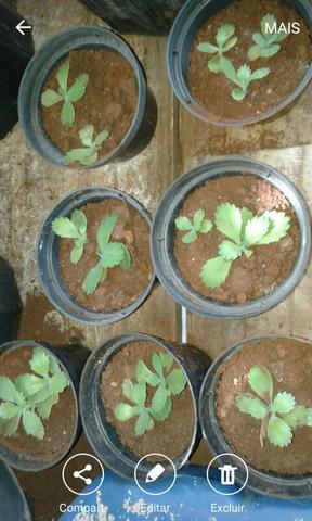 Vendo mudinhas de aranto plantas medicinais para o tratamento d cáncer - Foto 4