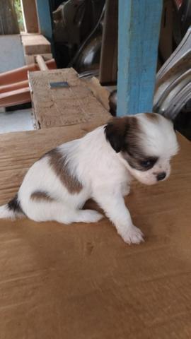 Lhasa apso fêmea - Foto 4