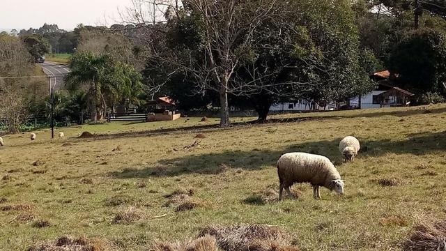 Chácara Manduri BR 373 Prudentópolis-Pr - Foto 13