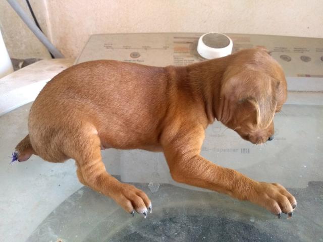 Pinscher - Foto 2