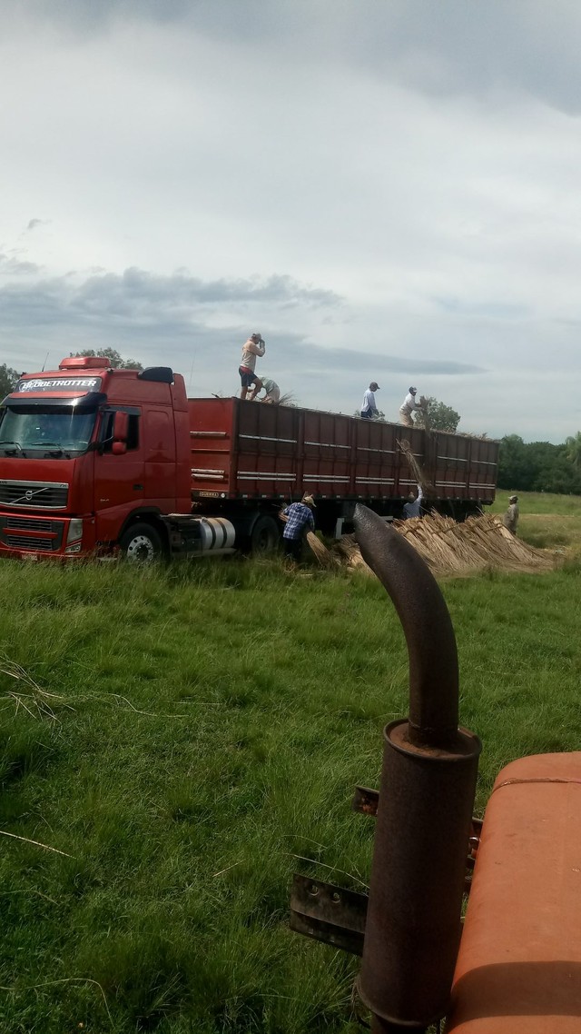 Capim Santa Fé - Foto 2