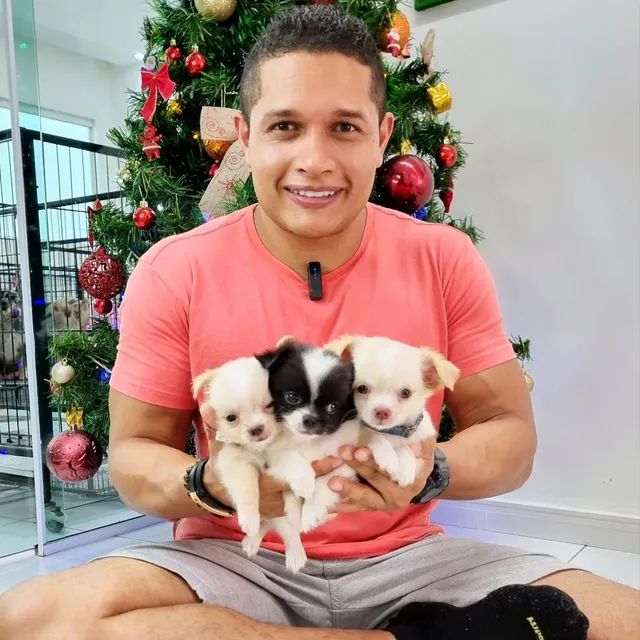 Chihuahua disponíveis Canil, Gatil, Hotel e Banho E Tosa tudo em um só lugar. - Foto 3