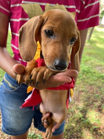 Cachorrinha basset filhote fêmea