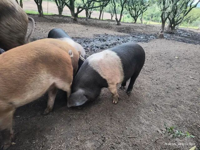 Vendo 1 porca, 5 leitoas e 1 leitão - Foto 4