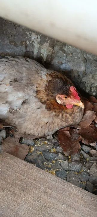 Vendo galo e duas galinhas caipira 