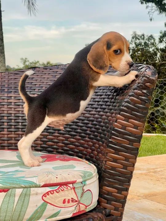 Filhote Beagle lindo mini 13 - Foto 6