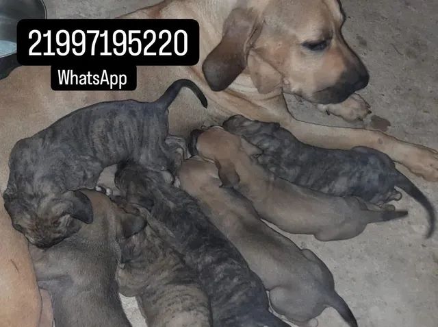 Fila Brasileiro - Cachorros e acessórios - Vila Sueleny (Rubião Junior),  Botucatu 1289177223