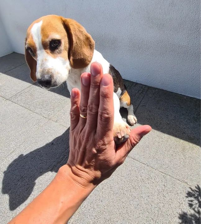 Cachorro Beagle para você!! Seus filhotes aqui femeas