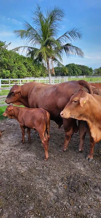 Venda permanente de Gado Senepol - Foto 2